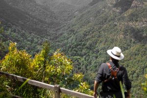 Actividad - O Reillys y el Parque Nacional de Lamington 