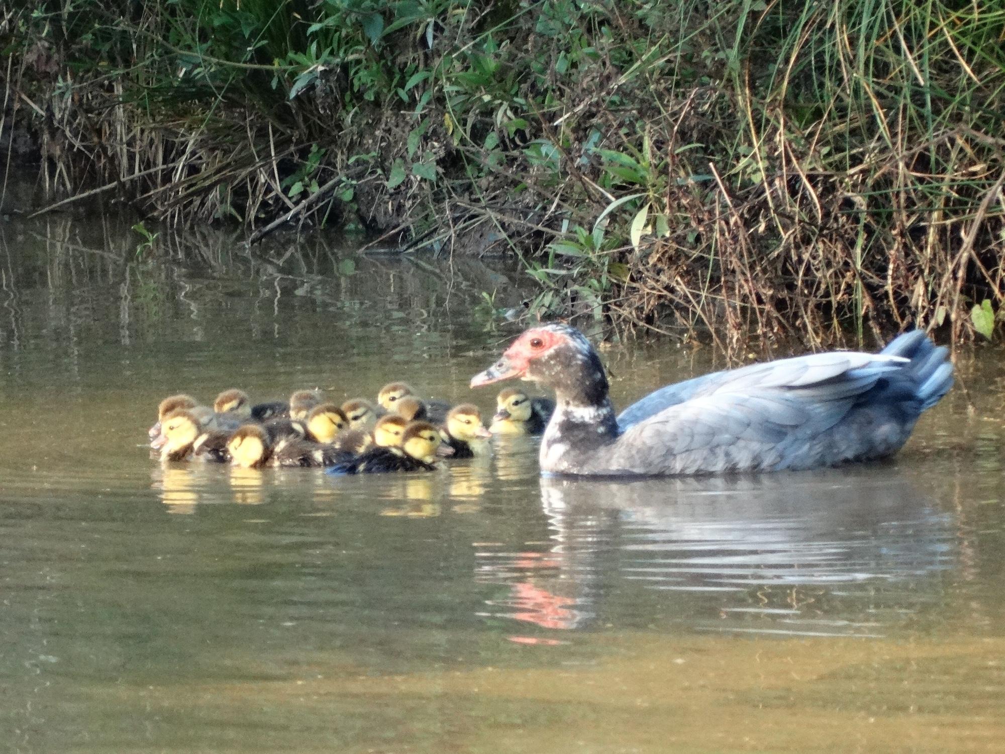 Varios Pousada Recanto dos Pôneis