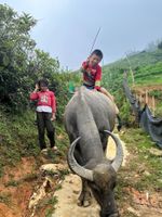 Alojamiento - Buffalo Eco House