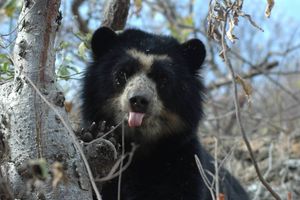 Actividad - Escapada a la Reserva Ecológica Chaparri