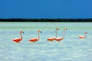 Actividad - Tour Celestun y Sisal en un dia