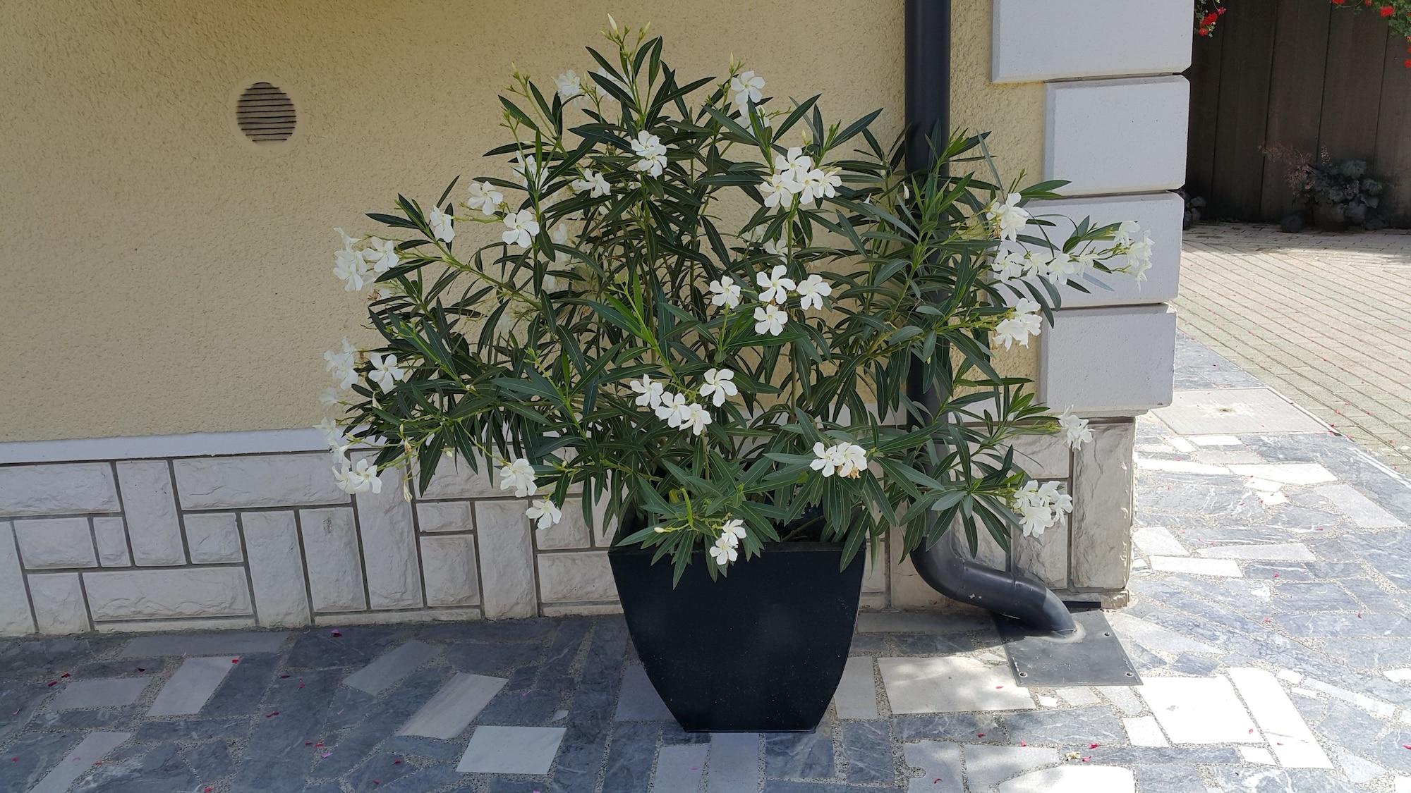 Vista Exterior Rooms & Apartments Kepic