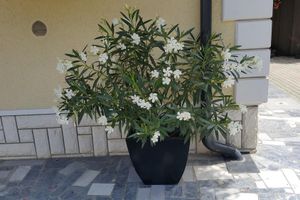 Alojamiento - Rooms & Apartments Kepic