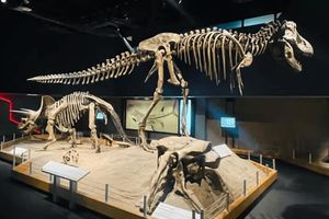 Actividad - Horseshoe Canyon: Guided Day Tour + Royal Tyrrell Museum Entry