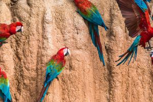 Actividad - Excursión de 2 o 3 días a la colpa Chuncho de guacamayos