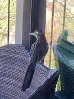 Alquiler Vacacional - Amazing Mountain and Canyon Views!   3 Beds / 2 Baths Condo.