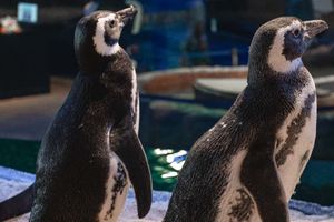 Passeio - Ingresso do Oceanic Aquarium