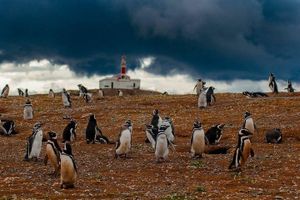 Actividad - Tour de pingüinos en la Isla Magdalena en barco desde Punta Arenas