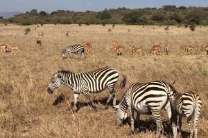 Passeio - Visita ao lago Nakuru no Vale do Rift
