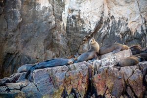 Actividad - Tour Isla Espiritu Santo