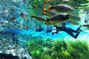 Actividad - Flotante - Acuario Natural