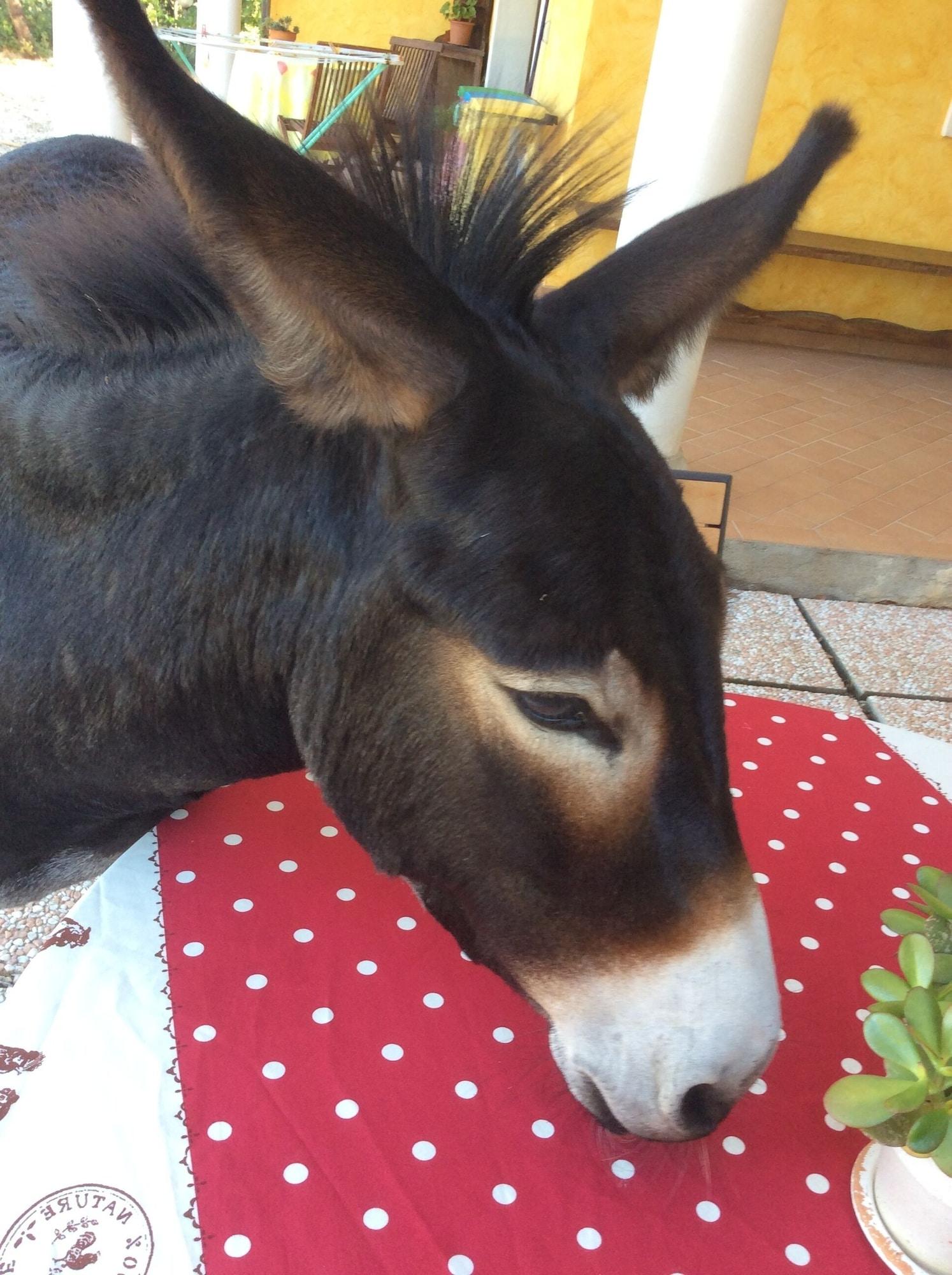 Vista Exterior La Valle Dei Corbezzoli