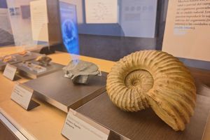 Actividad - Viaje Jurásico: Museo MUJA y Aventura de Huellas de Dinosaurio – Medio día