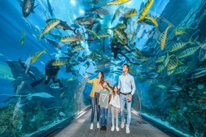 Actividad - Tour de Santo Domingo con visita al Acuario - Tour de día completo