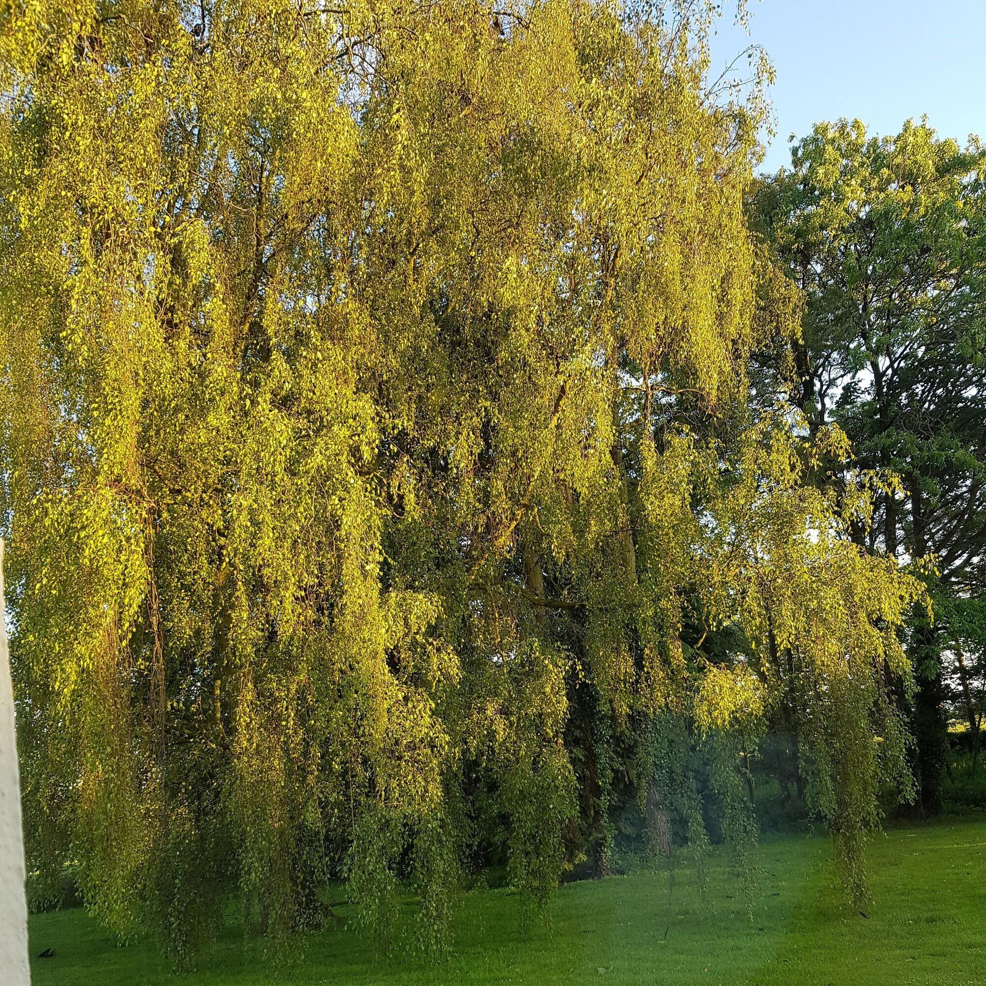 Equipamiento de Habitación Oldfarm