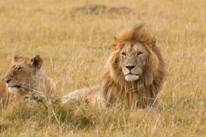 Actividad - Safari de 7 días por Masái Mara, Amboseli, Hell's Gate y Lago Nakuru
