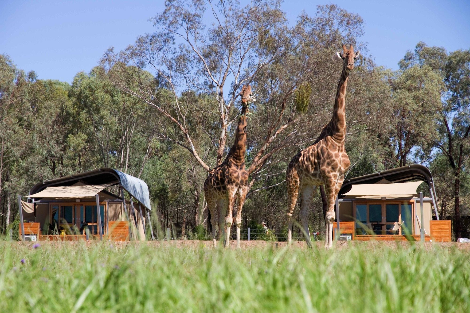 Varios Zoofari Lodge at Taronga Western Plains