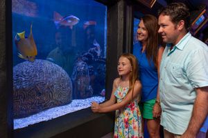 Actividad - Tour al fascinante Key West Aquarium