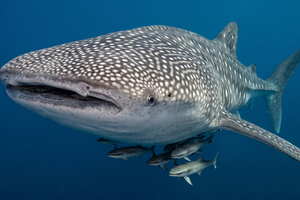 Actividad - Whale Shark Wow Connection IM