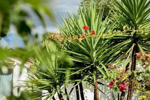 Alojamiento - Hotel Rancho Los Lobos