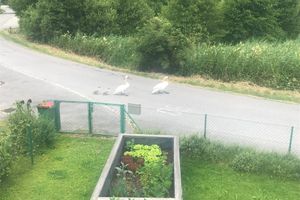 Alquiler Vacacional - A pearl with charm Field by the lake, detached with plotPets allowed