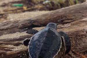Actividad - Excursión a Sandy Turtle