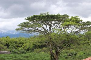 Alojamiento - Finca Hotel Betulia