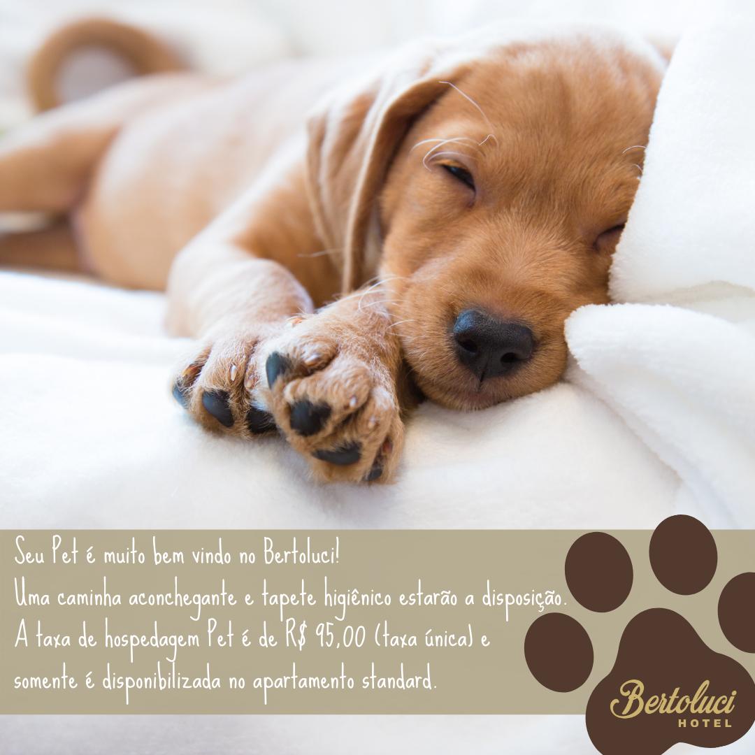 Pet friendly Bertoluci Hotel