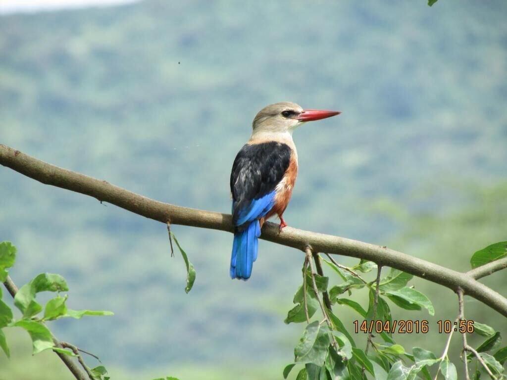 Gimnasio Kiboko Lodge