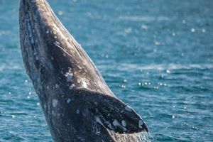 Actividad - Long Beach Whale Watching Experience