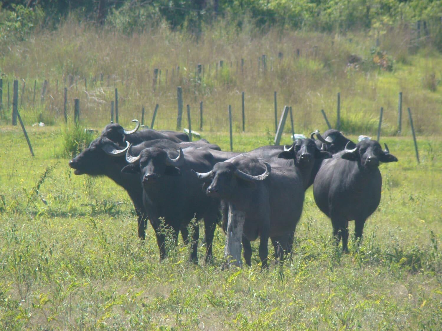 Comodidades del Alojamiento Rancho Seibert