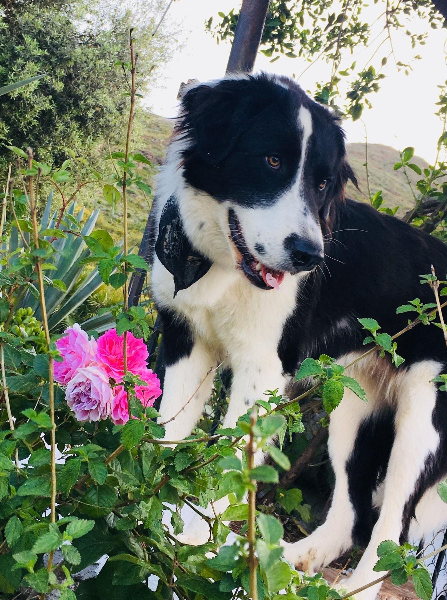 Comodidades del Alojamiento La Careza De Mijas