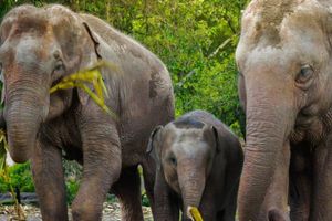 Actividad - Santuario de elefantes en la selva - Experiencia de medio día