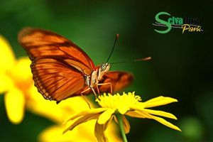 Actividad - Tirolesa y mariposas desde Monteverde
