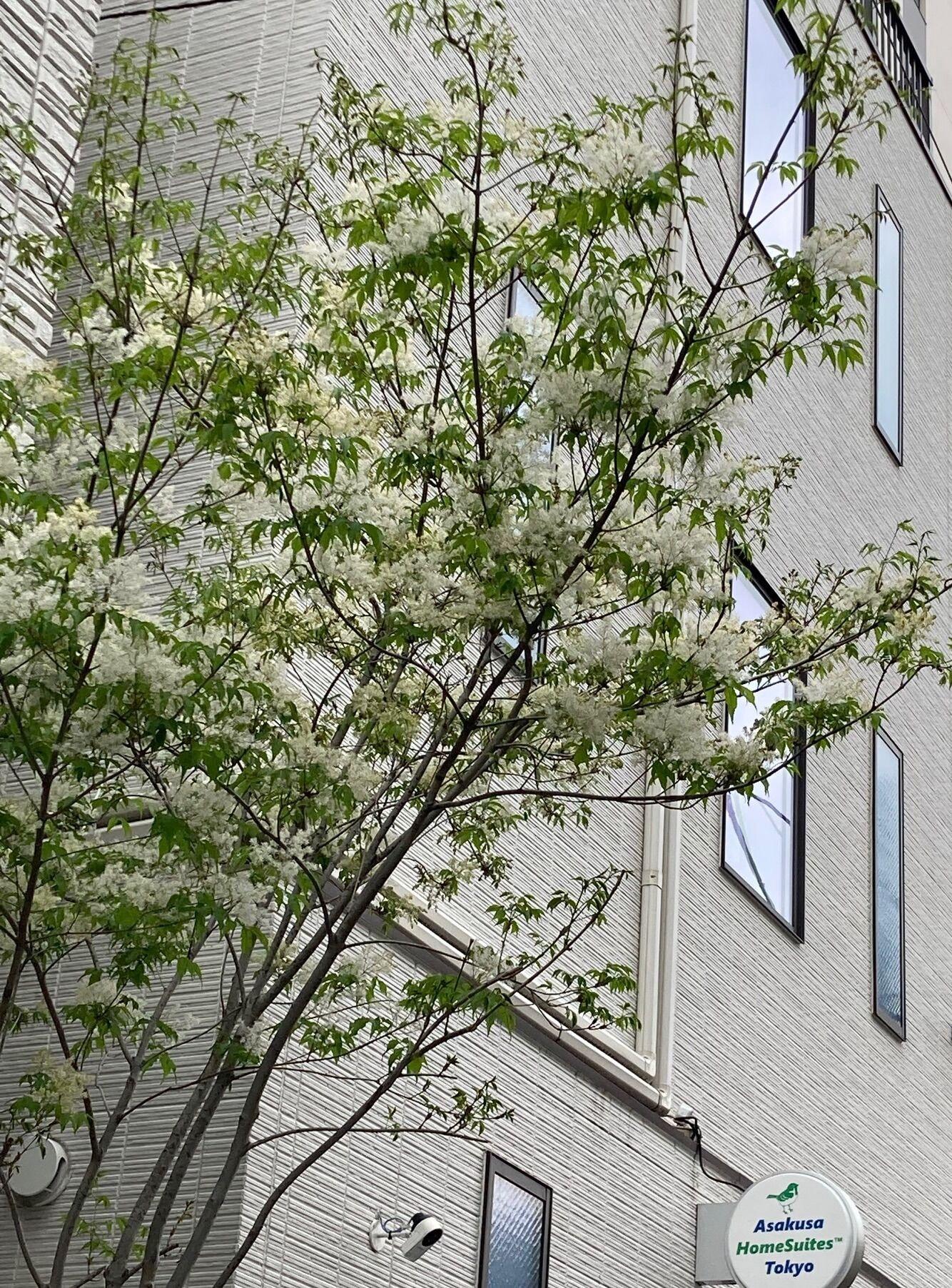 Varios Asakusa HomeSuites Tokyo