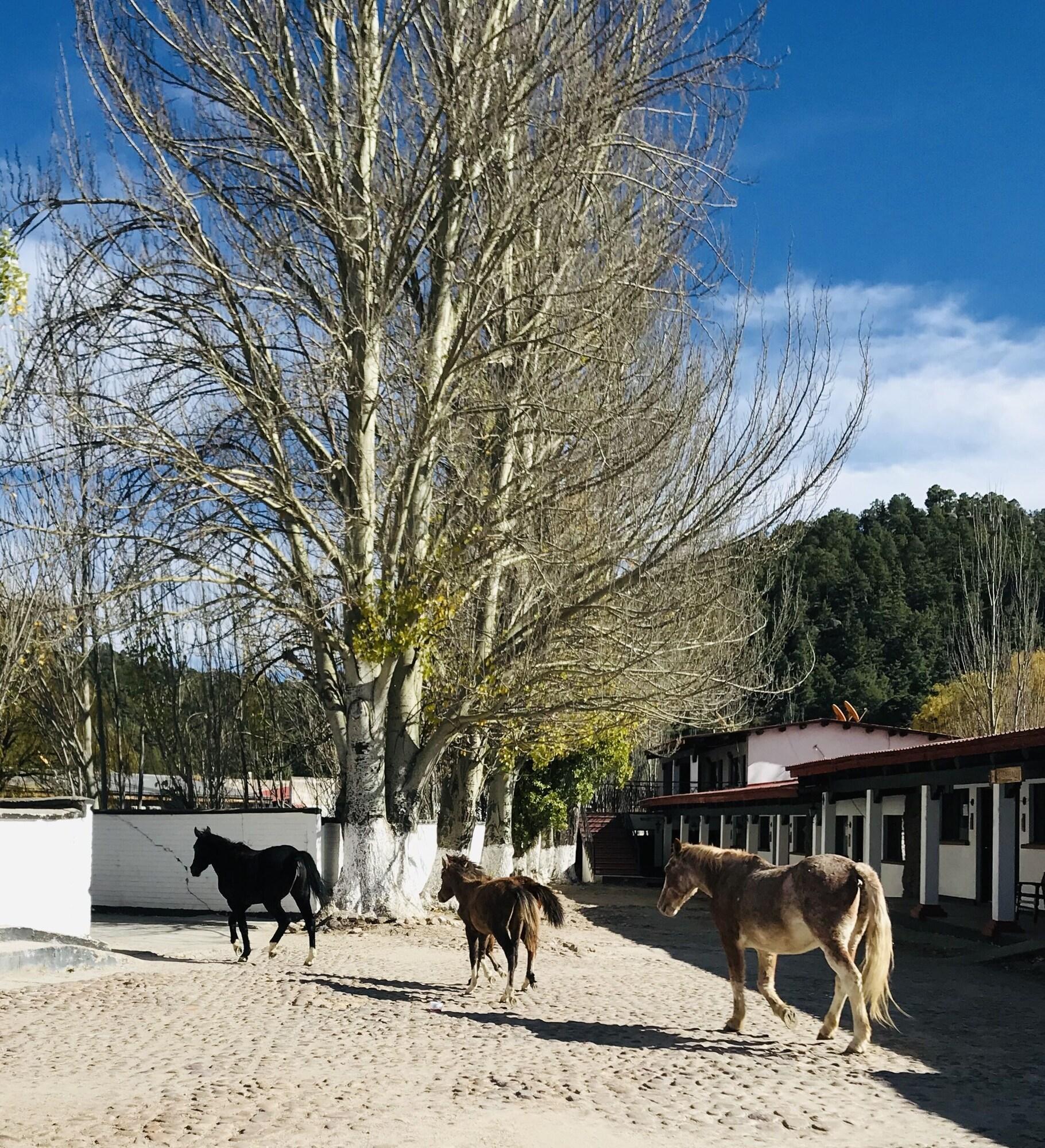 Varios Parador del Alma