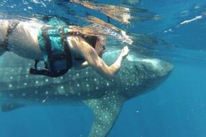 Actividad - Tour de esnorquel con Tiburon ballena