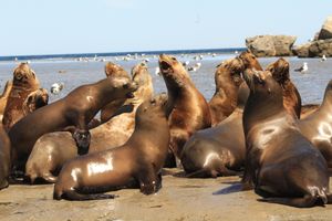 Actividad - City Tour Puerto Madryn Y Punta Loma