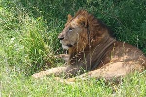 Actividad - Safari en grupo inolvidable por el Parque Nacional de Nairobi
