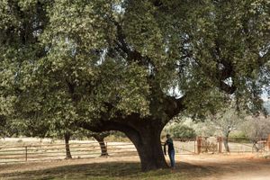 Alojamiento - Hábitat Cigueña Negra