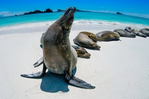 Vuelo - Vuelos a Islas Galápagos