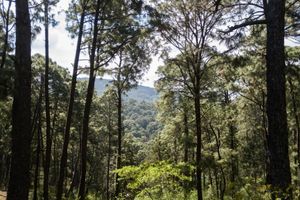 Alojamiento - Monteverde Hotel de Cabañas