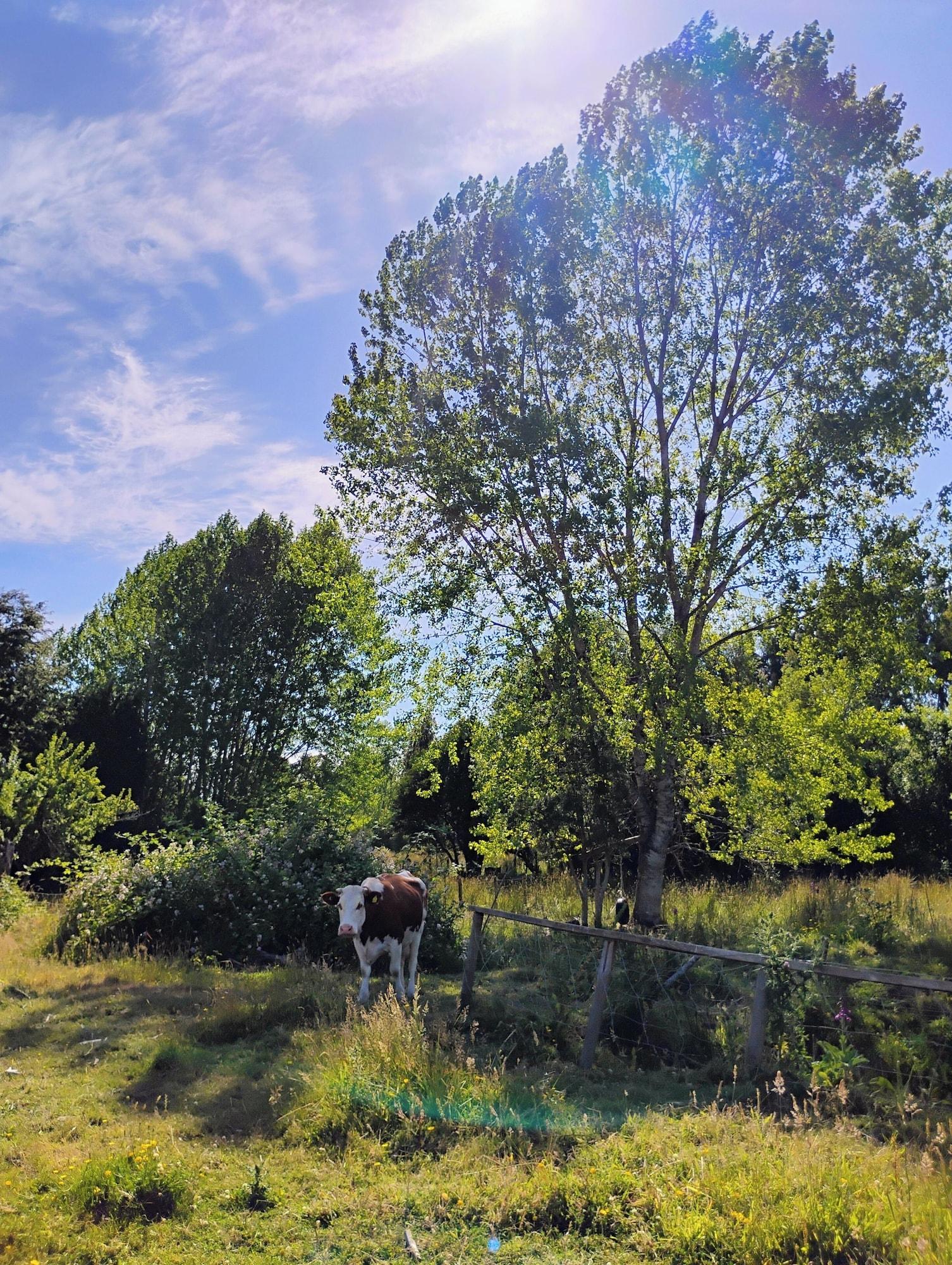 Vista Exterior Campos de Frutillar