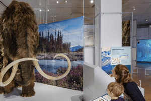 Actividad - Museo Americano de Historia Natural - Entrada