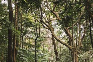 Actividad - Senderismo por el Parque Nacional Yanachaga Chemillén