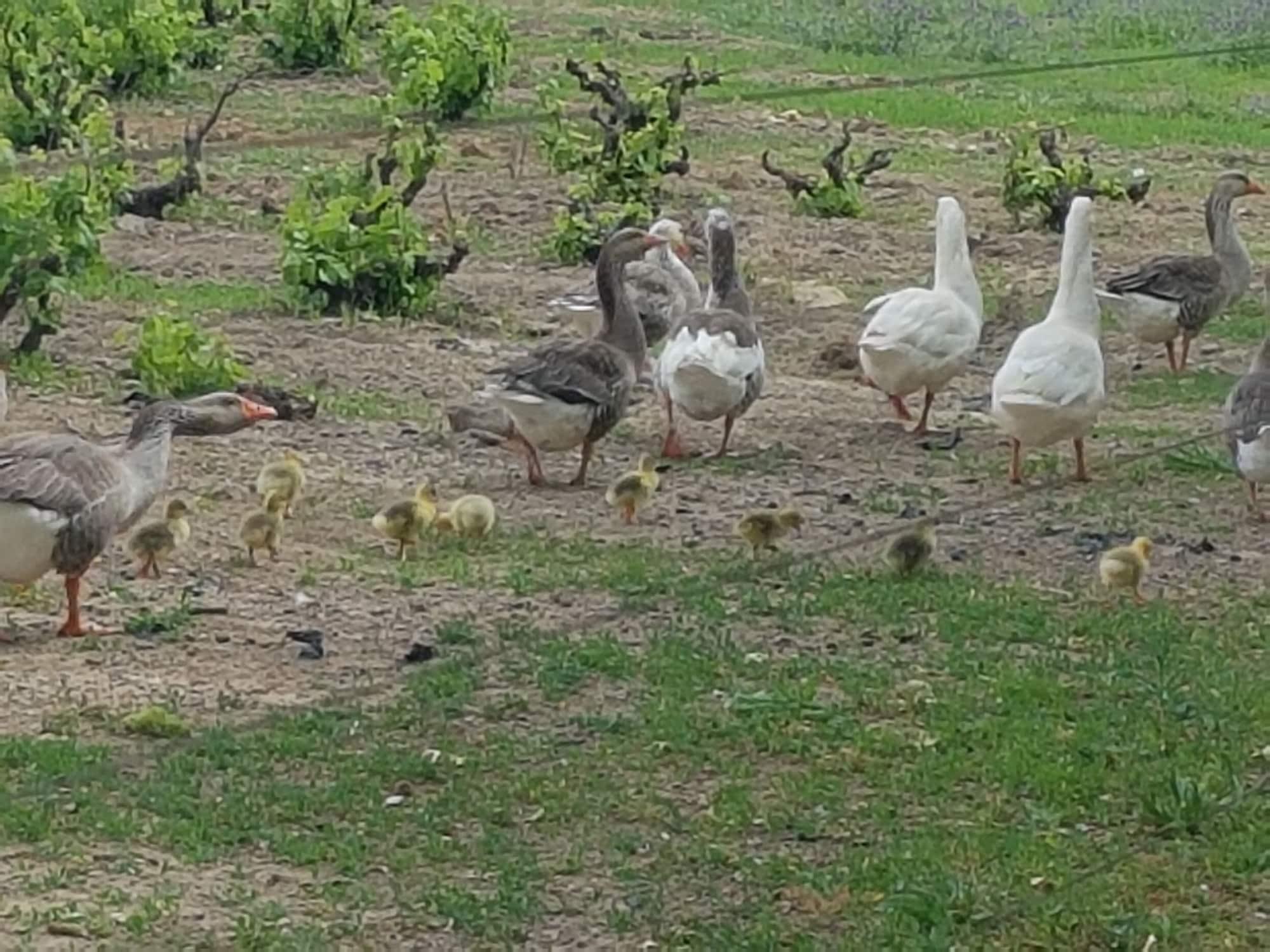 Instalaciones Recreativas Hoopenburg Guesthouse