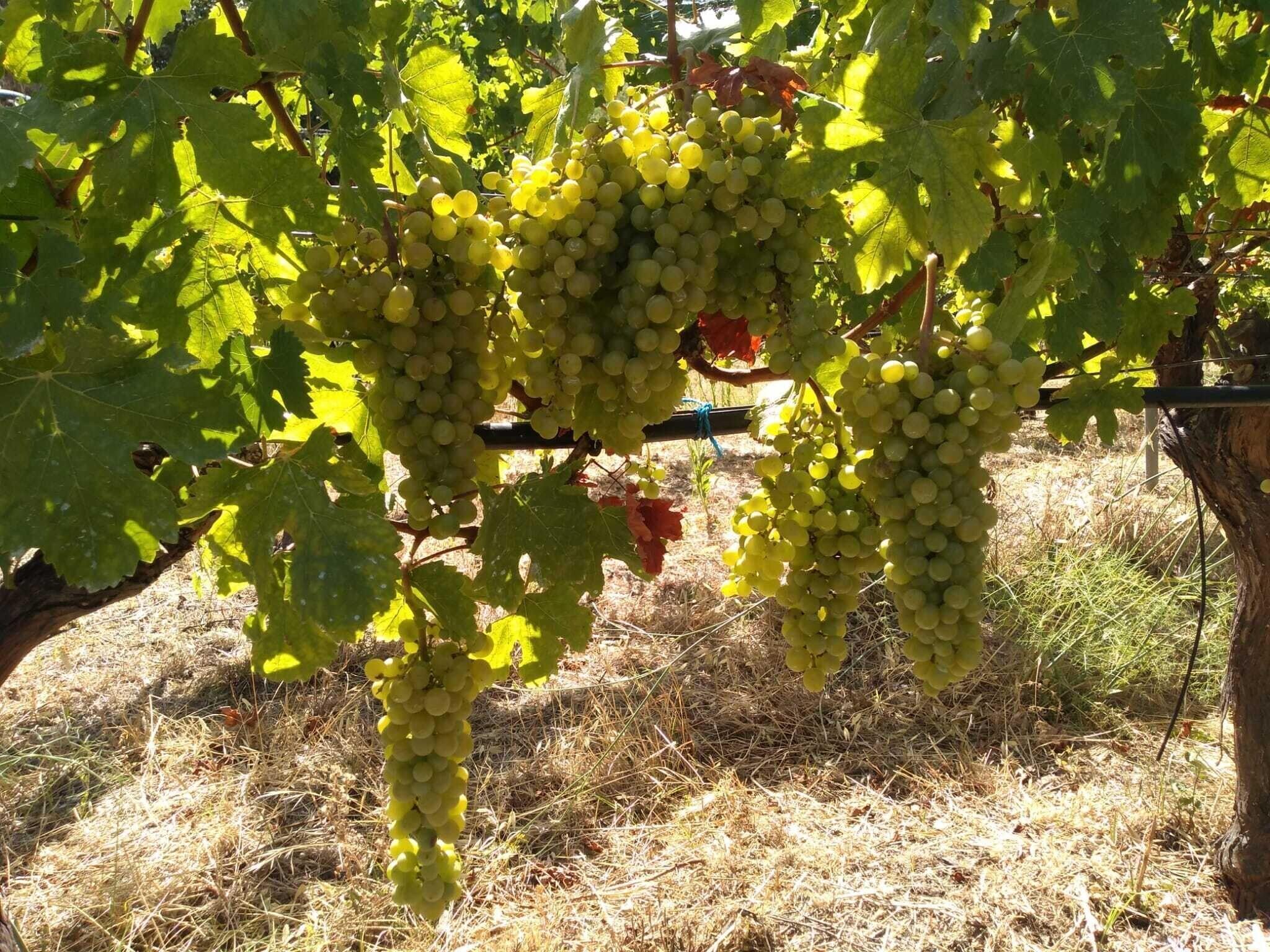 Instalaciones Recreativas Finca Sa Plana