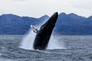 Actividad - Navegación de Ballenas, Pingüinos y Glaciares desde Punta Arenas