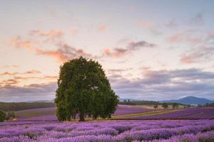 Actividad - Port Arthur y lavanda
