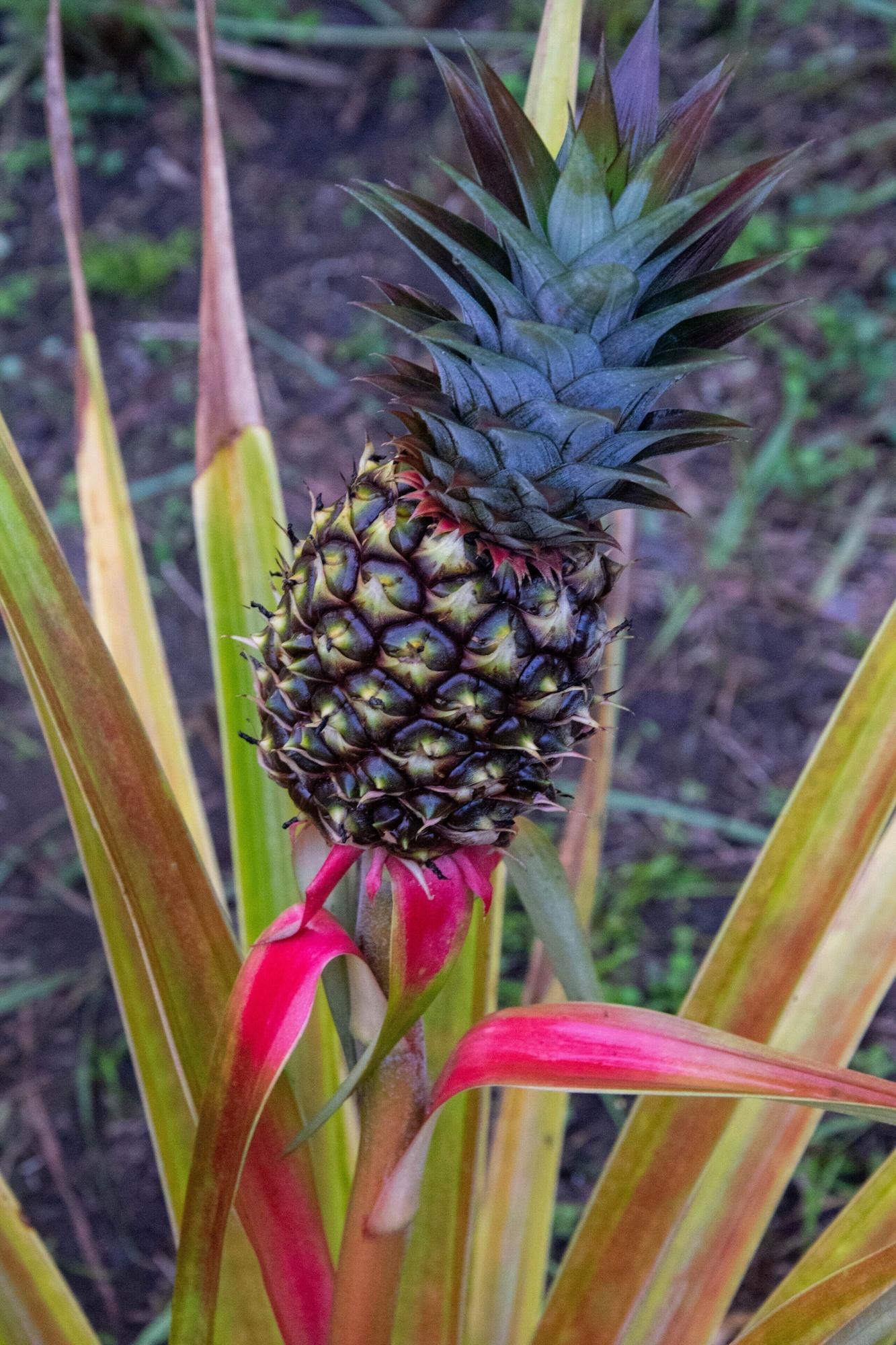Vista Exterior Lodge Margouillat
